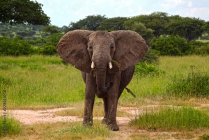 Dar es Salaam: Safari di 3 giorni nel Parco Nazionale Nyerere