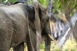 Dar es Salaam: Safari di 3 giorni nel Parco Nazionale Nyerere