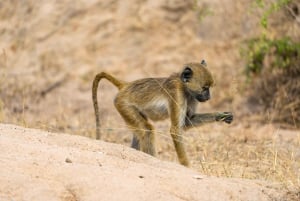 Dar es Salaam: Safari di 3 giorni nel Parco Nazionale Nyerere