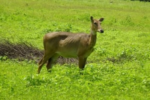 Dar es Salaam: Safari di 3 giorni nel Parco Nazionale Nyerere