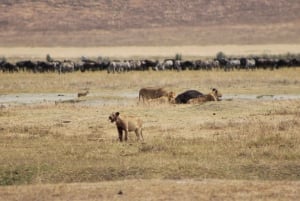 Dar es Salaam: 3-Day Safari Tour to Serengeti and Ngorongoro