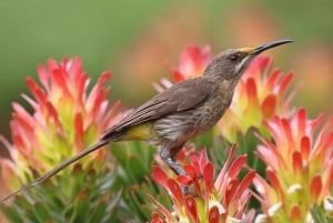 Dar es Salaam:3Day Mikumi Safari & Vesiputous &Avainen katto Jeep