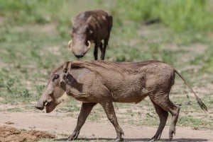 Dar es Salaam: Tour de 4 días por Mikumi y Udzungwa con safari nocturno