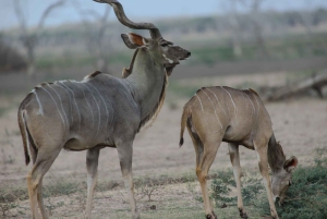 Dar es Salaam: Tour de 4 días por Mikumi y Udzungwa con safari nocturno