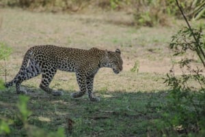 Dar es Salaam: Tour de 4 días por Mikumi y Udzungwa con safari nocturno