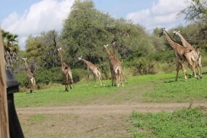 Dar es Salaam: safari de 5 dias no Parque Nacional de Nyerere