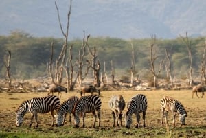 Dar es Salaam: 5-Day Selous and Mikumi National Park Tour