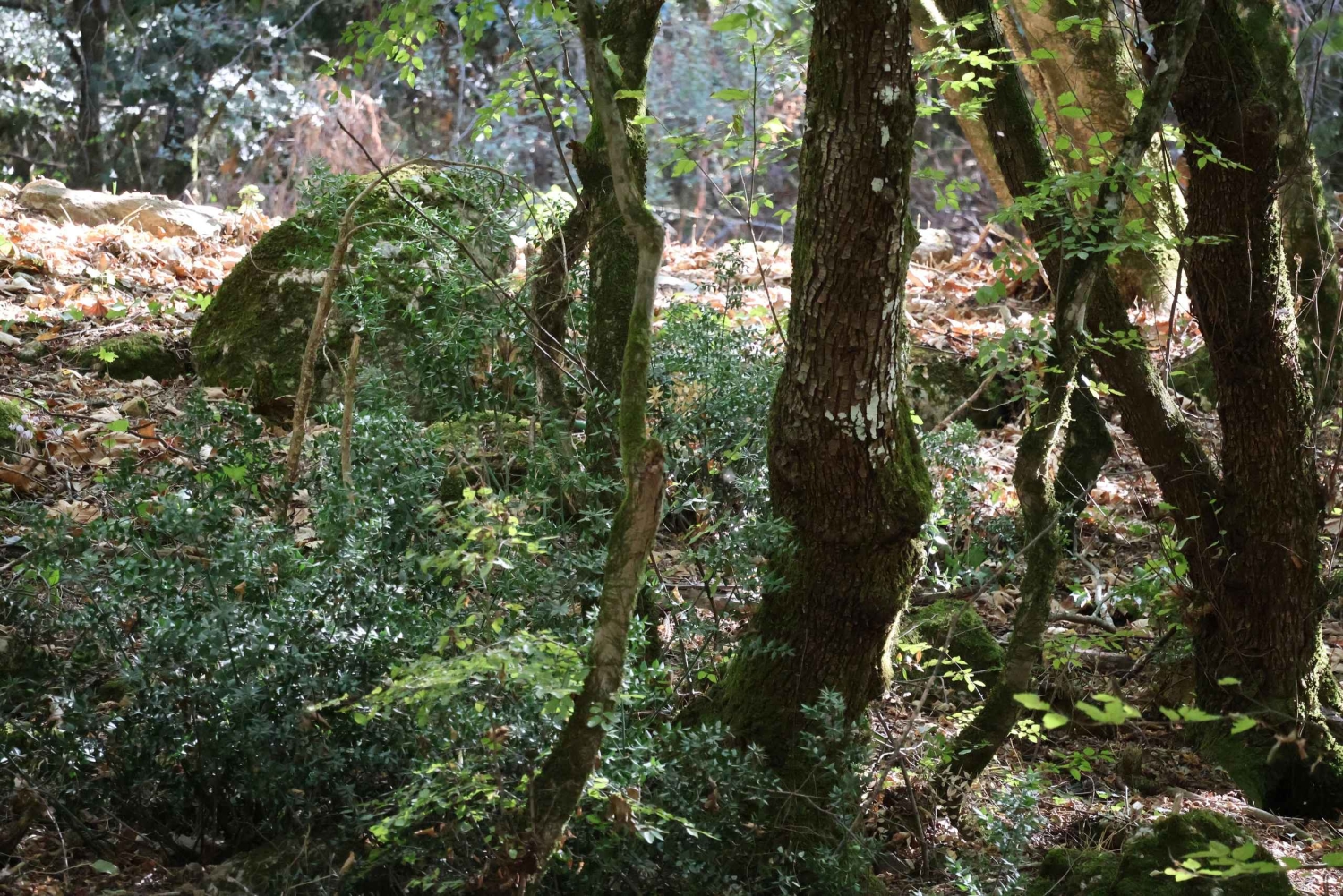 Dar es Salaam: 5-dniowa wycieczka do rezerwatu Selous i Kilwa