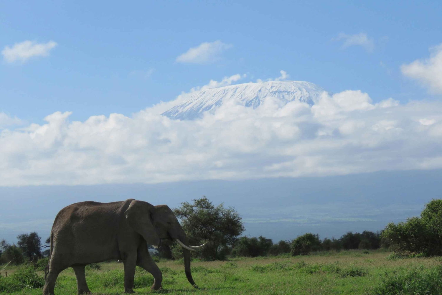 Dar es Salaam: 5-dniowa wycieczka do rezerwatu Selous i Kilwa
