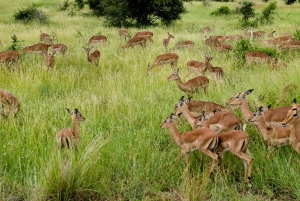 Dar es Salaam: 5-dniowa wycieczka do rezerwatu Selous i Kilwa