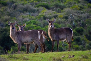 Dar es Salaam: 5-dniowa wycieczka do rezerwatu Selous i Kilwa
