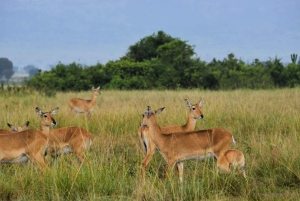 Dar es Salaam: 5-dniowa wycieczka do rezerwatu Selous i Kilwa