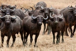 Dar es Salaam: 5-daagse safari-escapade in het zuiden