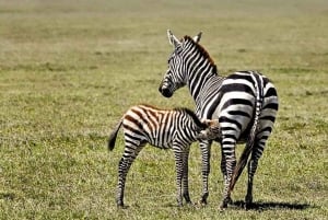 Dar es Salaam: 5-daagse safari-escapade in het zuiden