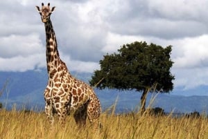 Dar es Salaam: 5-daagse safari-escapade in het zuiden