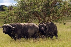 Dar es Salaam: 5-daagse safari-escapade in het zuiden