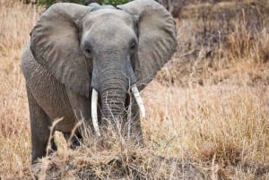 Dar es Salaam: 5-daagse safari-escapade in het zuiden