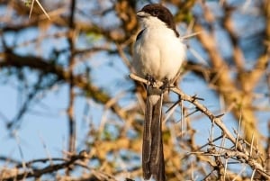 Dar es Salaam: 5-daagse safari-escapade in het zuiden