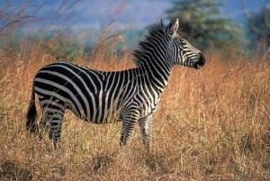 Dar es Salaam: 5-daagse safari-escapade in het zuiden