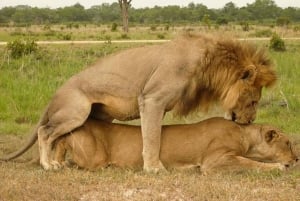 Dar es Salaam: 5-daagse safari-escapade in het zuiden