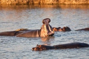 Dar es Salaam: 5-daagse safari-escapade in het zuiden