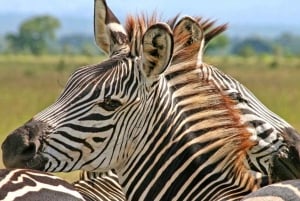 Dar es Salaam: 5-daagse safari-escapade in het zuiden