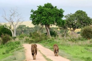 Dar es Salaam: 5-daagse safari-escapade in het zuiden