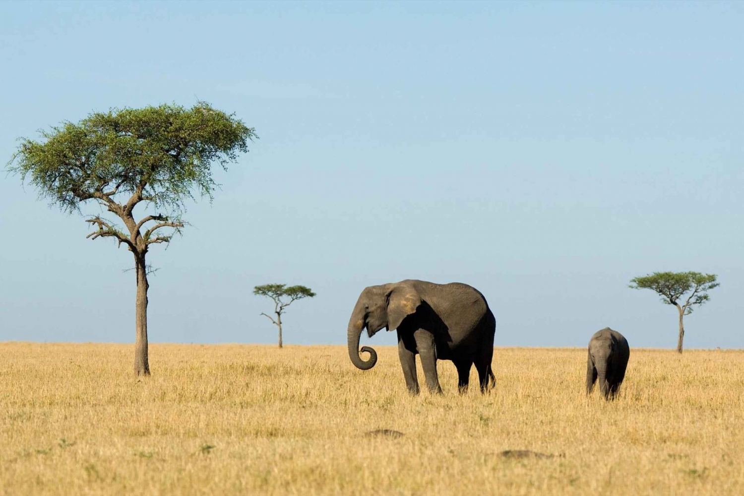 Dar es Salaam: 5-dagers safari med dyreliv og kultur i Tanzania