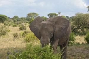 Dar es Salaam: 7-Day Southern Tanzania Safari Tour