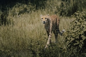 Dar es Salaam: 7-Day Southern Tanzania Safari Tour