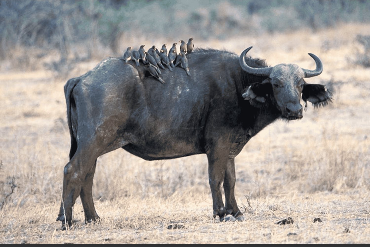 ダルエスサラーム発：食事付き 8日間 ニエレレ＆ルアハ サファリ