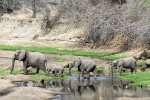 ダルエスサラーム発：食事付き 8日間 ニエレレ＆ルアハ サファリ