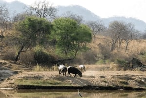 ダルエスサラーム発：食事付き 8日間 ニエレレ＆ルアハ サファリ