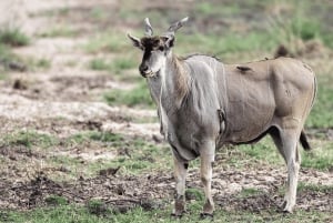 ダルエスサラーム発：食事付き 8日間 ニエレレ＆ルアハ サファリ