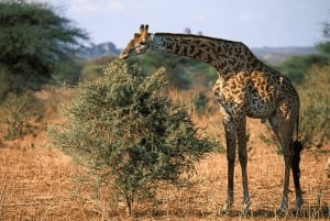 ダルエスサラーム発：食事付き 8日間 ニエレレ＆ルアハ サファリ