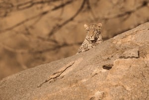 ダルエスサラーム発：食事付き 8日間 ニエレレ＆ルアハ サファリ