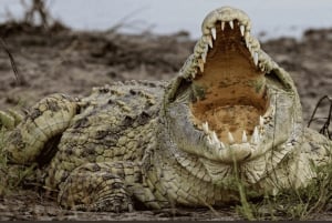 ダルエスサラーム発：食事付き 8日間 ニエレレ＆ルアハ サファリ