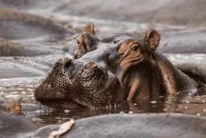 ダルエスサラーム発：食事付き 8日間 ニエレレ＆ルアハ サファリ