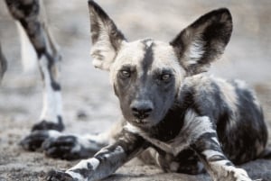 ダルエスサラーム発：食事付き 8日間 ニエレレ＆ルアハ サファリ