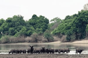 ダルエスサラーム発：食事付き 8日間 ニエレレ＆ルアハ サファリ