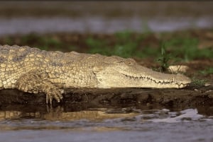 ダルエスサラーム発：食事付き 8日間 ニエレレ＆ルアハ サファリ