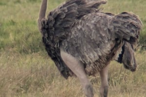 Dar es Salaam: 8-dages safari i det sydlige Tanzania og Mafia Island