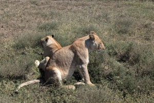 Dar es Salaam: 8-dages safari i det sydlige Tanzania og Mafia Island