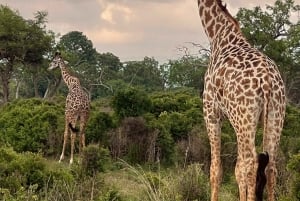 Dar es Salaam: 8-dages safari i det sydlige Tanzania og Mafia Island