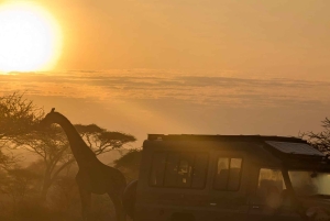 Dar es Salaam: 8-dages safari i det sydlige Tanzania og Mafia Island