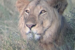 Dar es Salaam: 8-dages safari i det sydlige Tanzania og Mafia Island