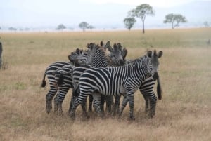 Dar es Salaam: 8-dages safari i det sydlige Tanzania og Mafia Island