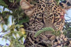 Dar es Salaam: 8-dages safari i det sydlige Tanzania og Mafia Island