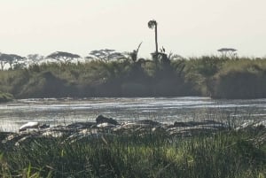 Dar es Salaam: 8-dages safari i det sydlige Tanzania og Mafia Island