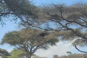 Dar es Salaam: 8-dages safari i det sydlige Tanzania og Mafia Island